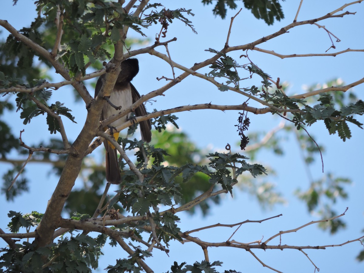 Black-fronted Bulbul - ML657981861