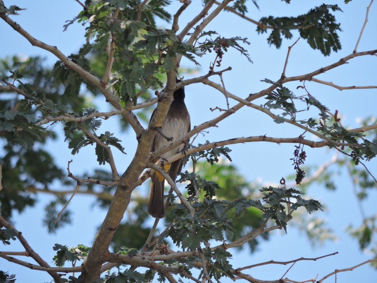 Black-fronted Bulbul - ML657981868