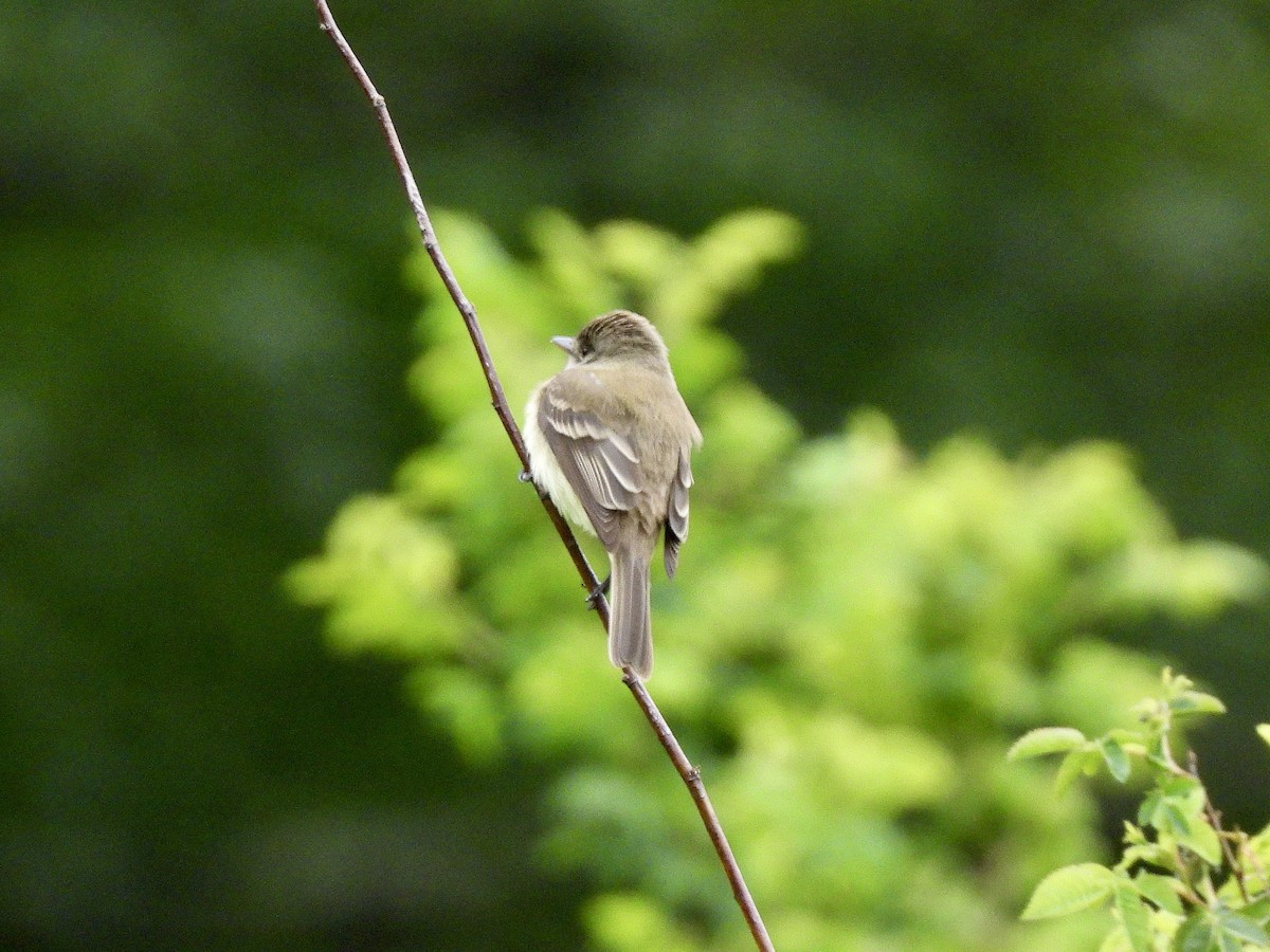Willow Flycatcher - ML657982770