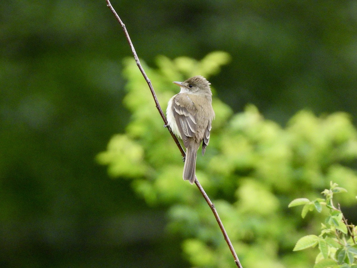 Willow Flycatcher - ML657982772