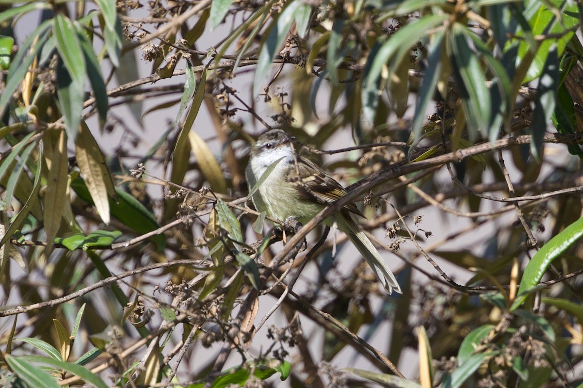 White-throated Tyrannulet - Cory Gregory