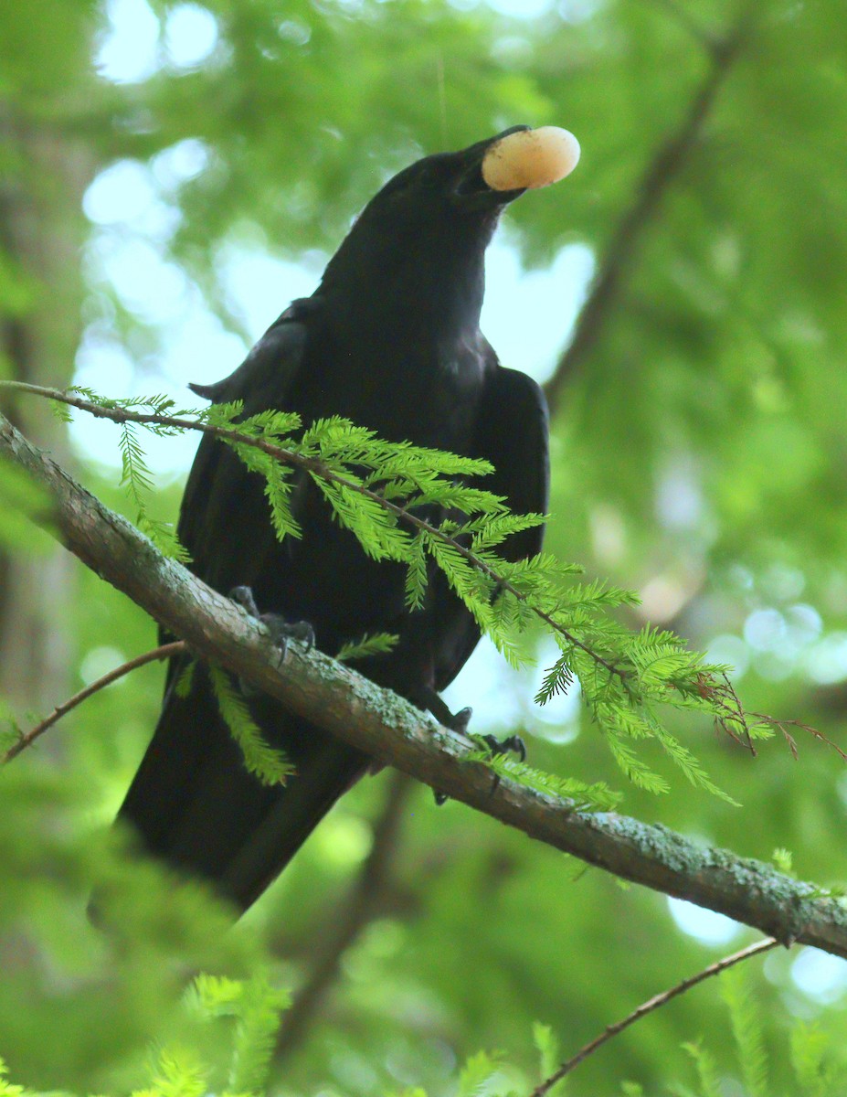 Fish Crow - ML657983549
