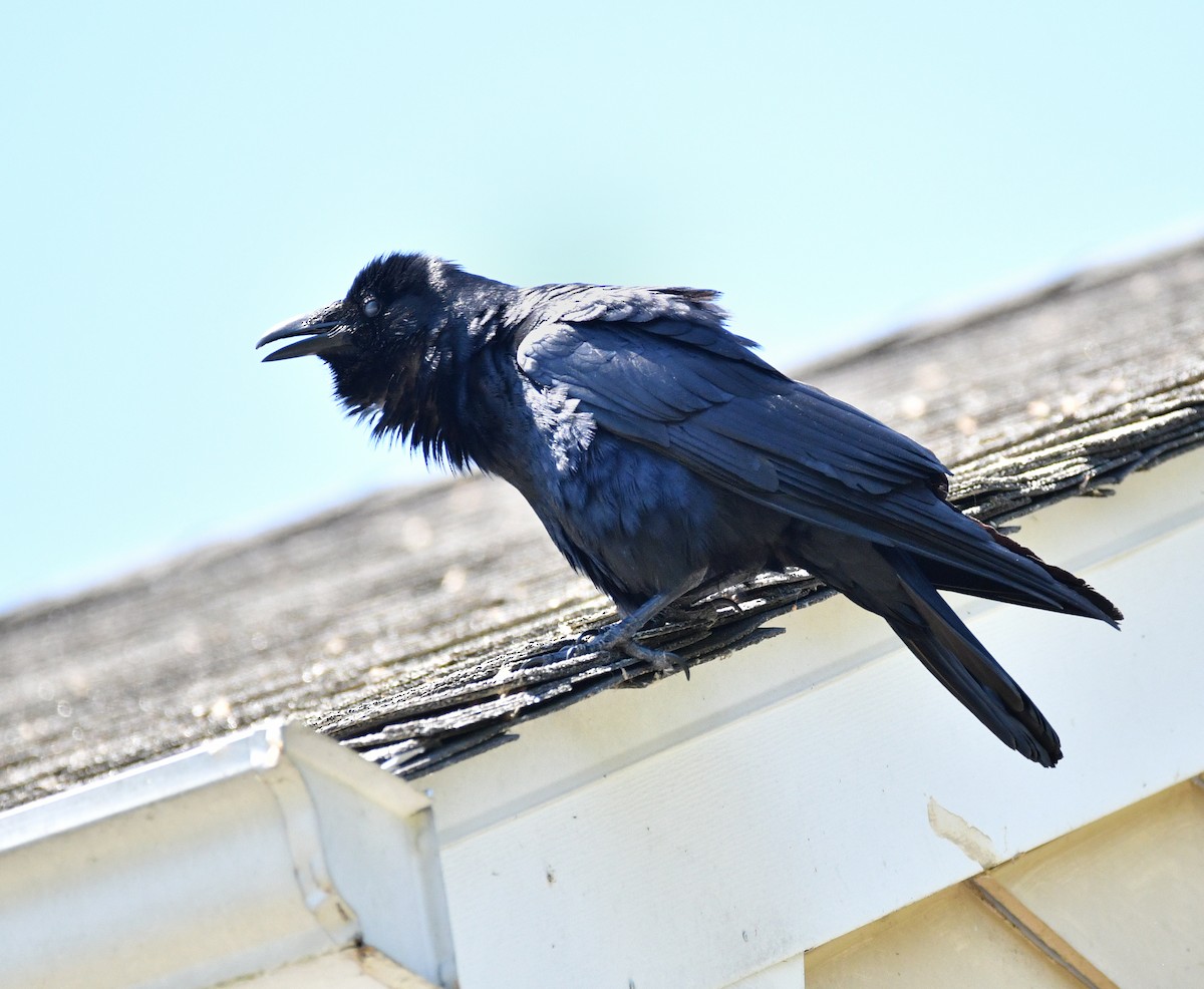 Fish Crow - ML657984232