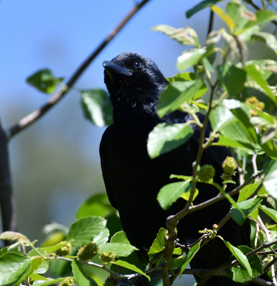 Fish Crow - ML657984256