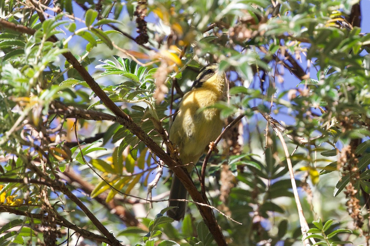 Üç Çizgili Hemispingus - ML65798431