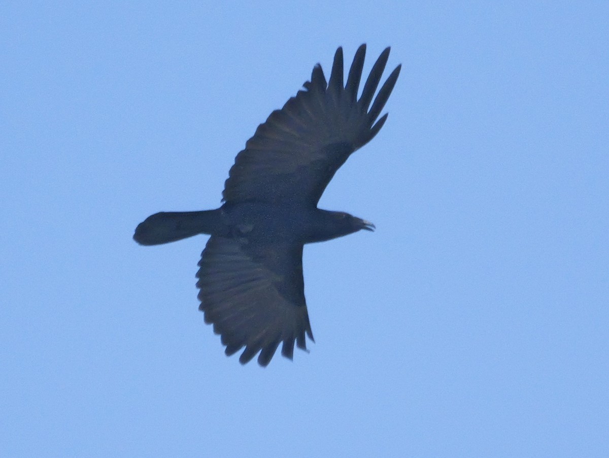 Fish Crow - ML657984483