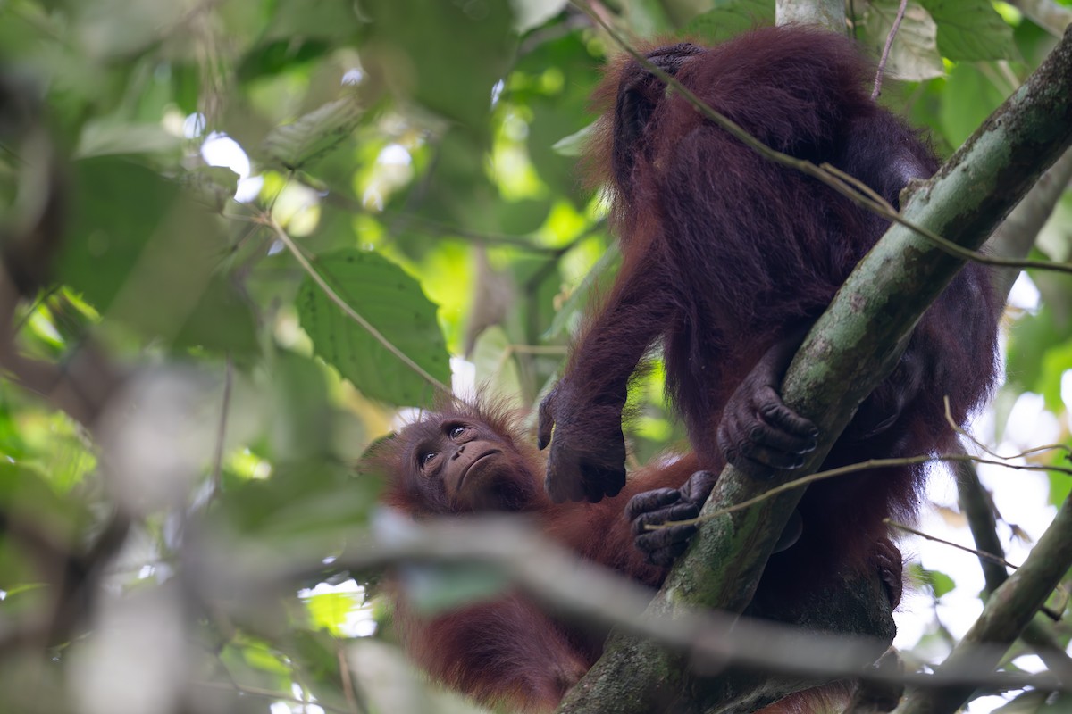 Bornean Orangutan - Pongo pygmaeus - Media Search - Macaulay Library ...