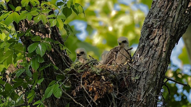 Red-shouldered Hawk - ML657984870