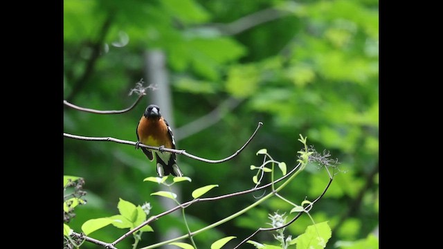 Black-headed Grosbeak - ML657984888