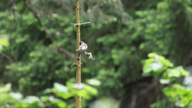 Olive-sided Flycatcher - ML657984930