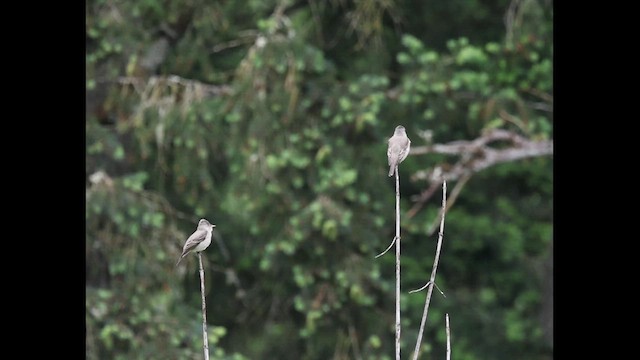 Olive-sided Flycatcher - ML657984931