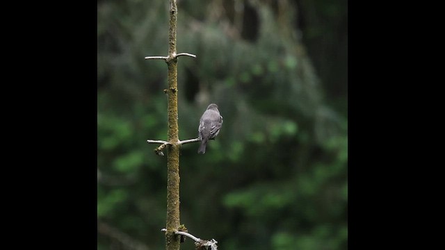 Olive-sided Flycatcher - ML657984932