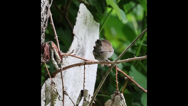 Bewick's Wren - ML657984963