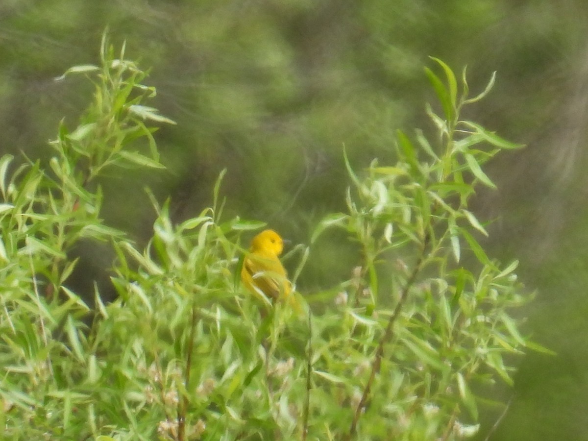 Northern Yellow Warbler - ML657985464
