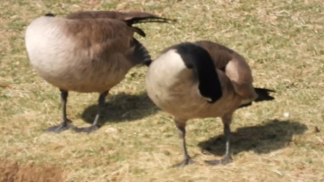 ברנטה קנדית - ML657985547