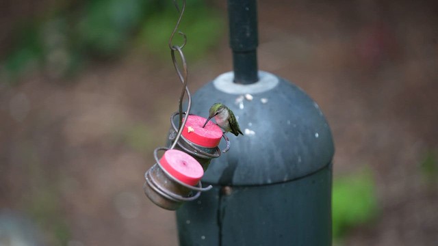 Ruby-throated Hummingbird - ML657985980
