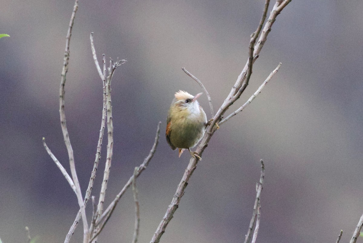 Creamy-crested Spinetail - ML65798671