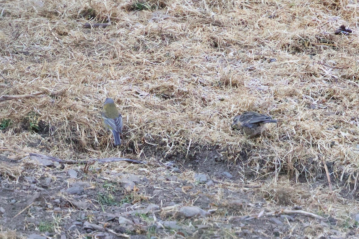 Peruvian Sierra Finch - Cory Gregory