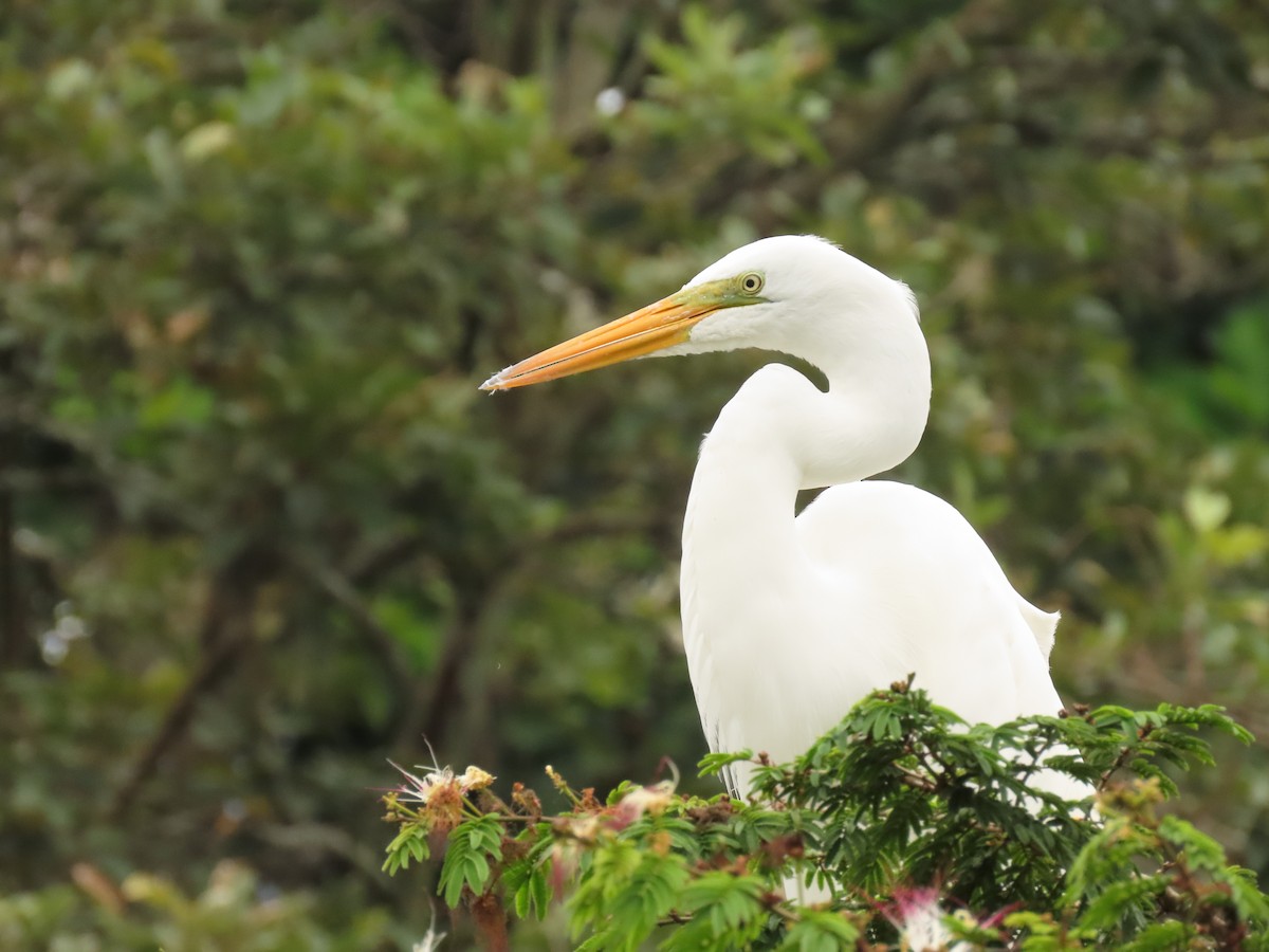 Great Egret - ML657987478