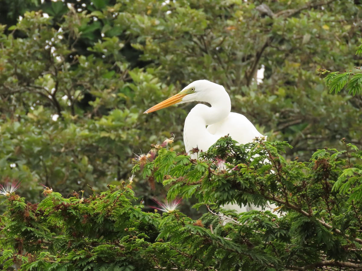 Great Egret - ML657987479