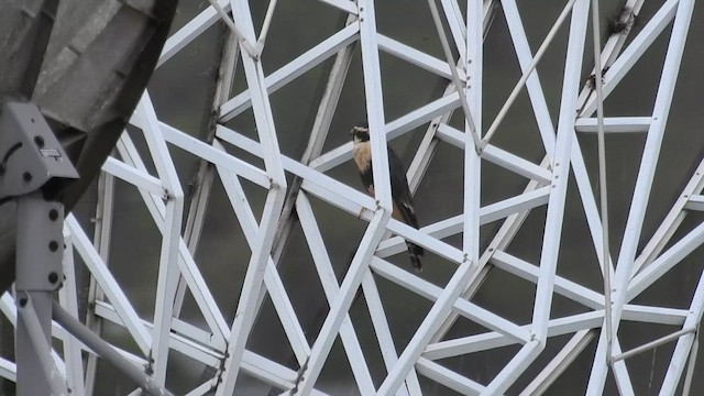 Aplomado Falcon - ML657988441
