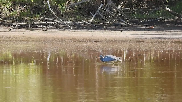 Tricolored Heron - ML657988829