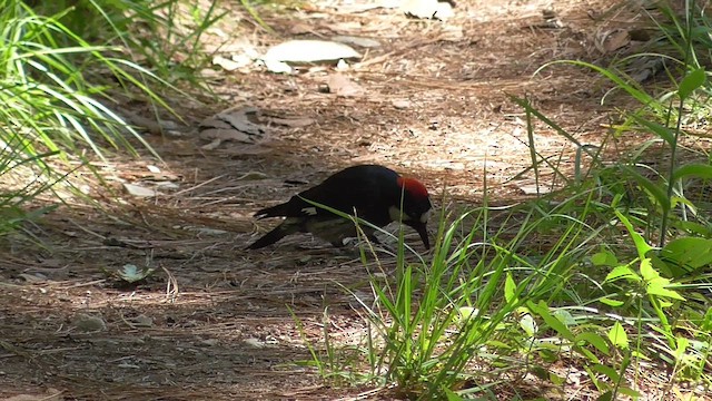 Acorn Woodpecker - ML657988987