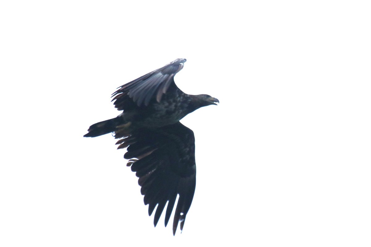 Seeadler - ML657989007