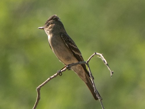 Blasskehl-Schnäppertyrann - ML657989010