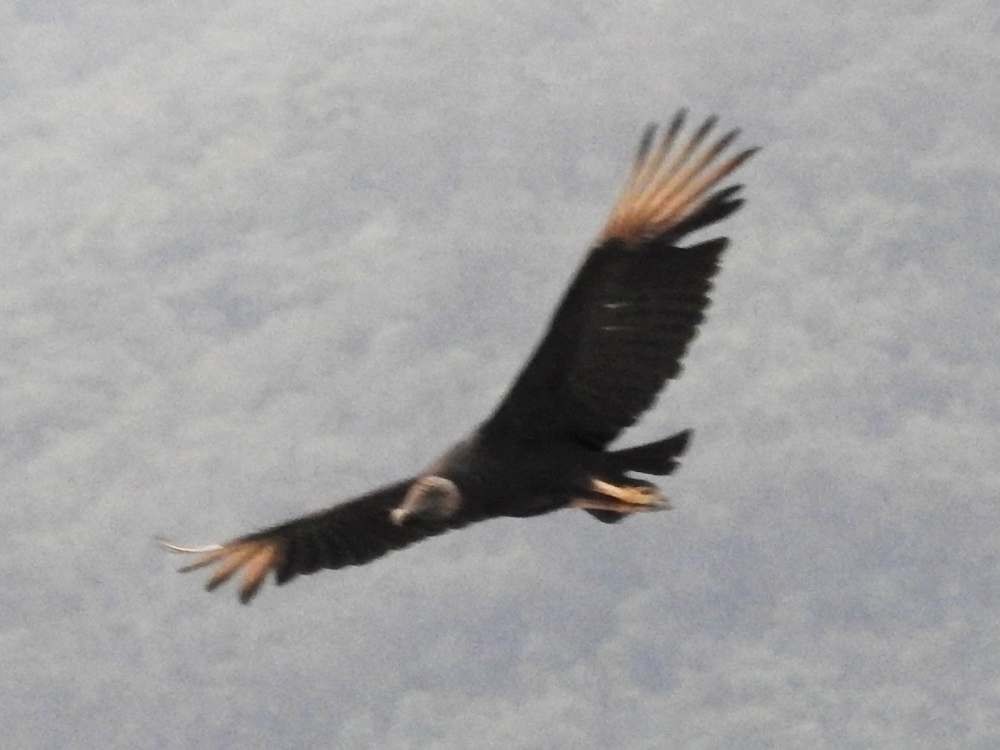 Rabengeier - ML657989016