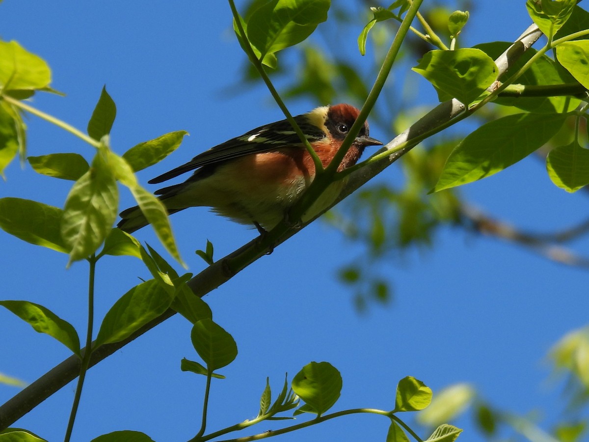 Braunkehl-Waldsänger - ML657989028