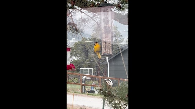 Bullock's Oriole - ML657989521