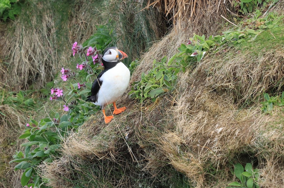 Atlantic Puffin - ML657989890