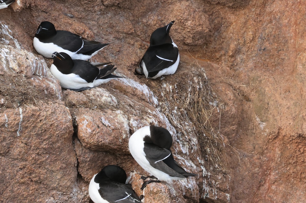 Razorbill - ML657989903