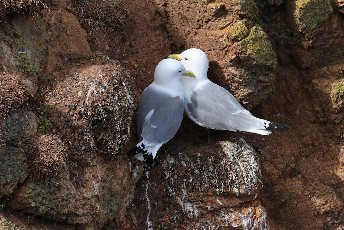 Black-legged Kittiwake - ML657989917