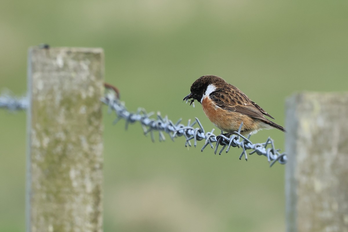 European Stonechat - ML657989931