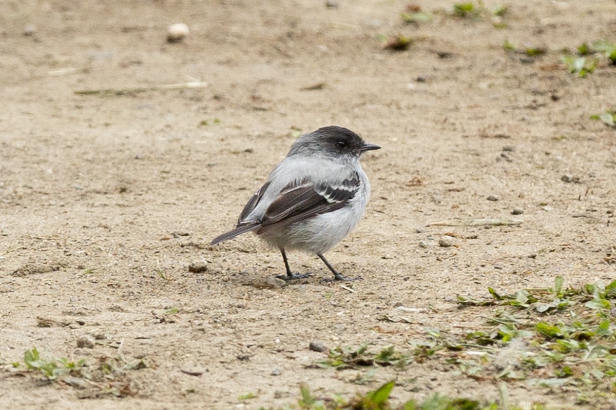 Torrent Tyrannulet - ML657990100