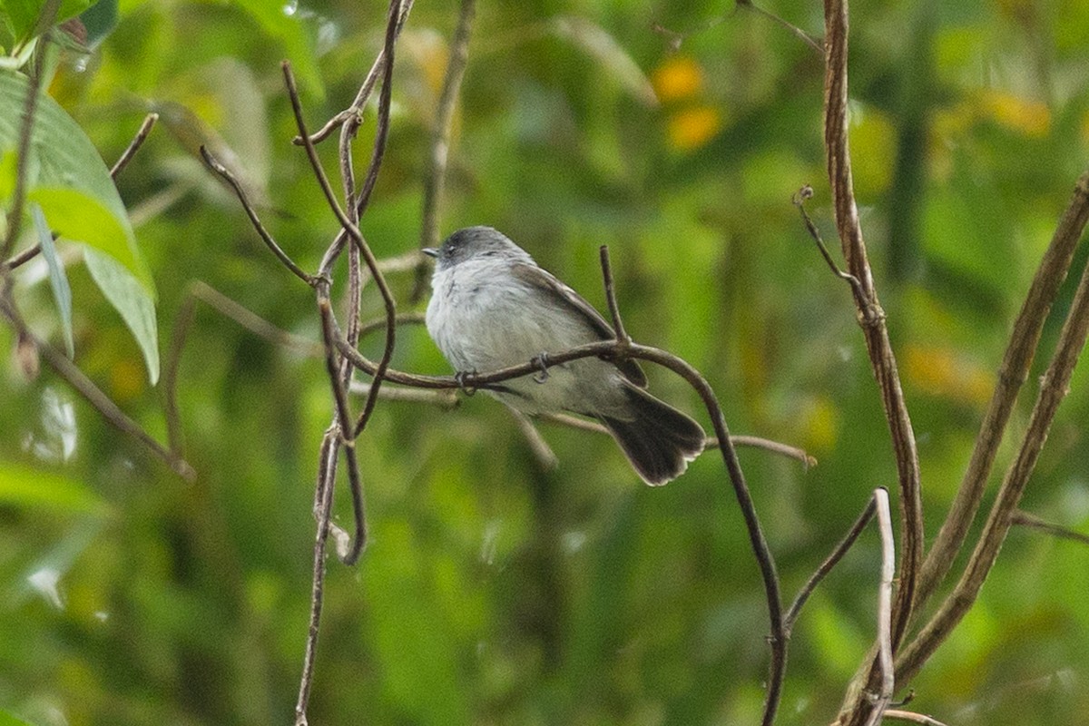 Torrent Tyrannulet - ML657990101