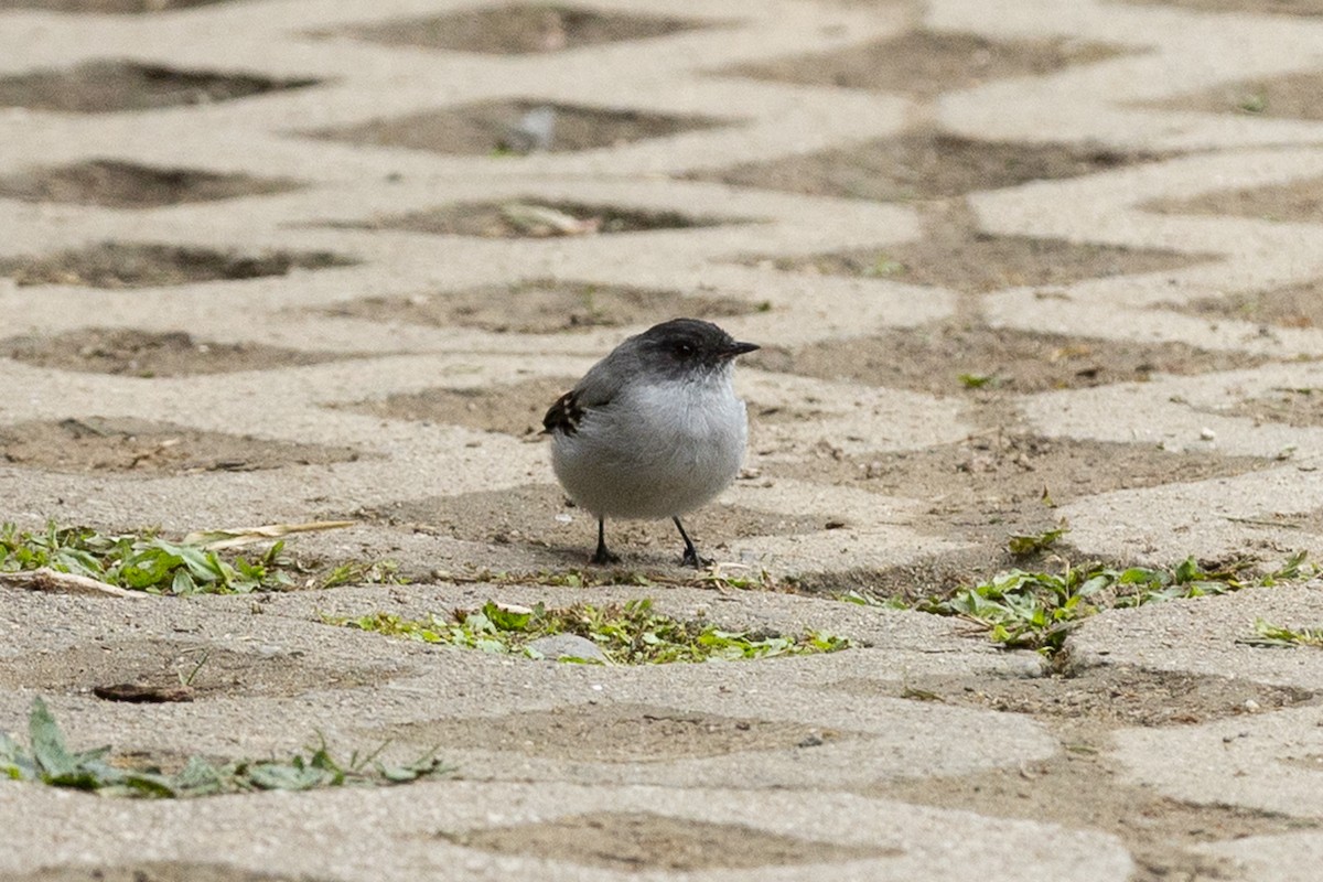 Torrent Tyrannulet - ML657990102