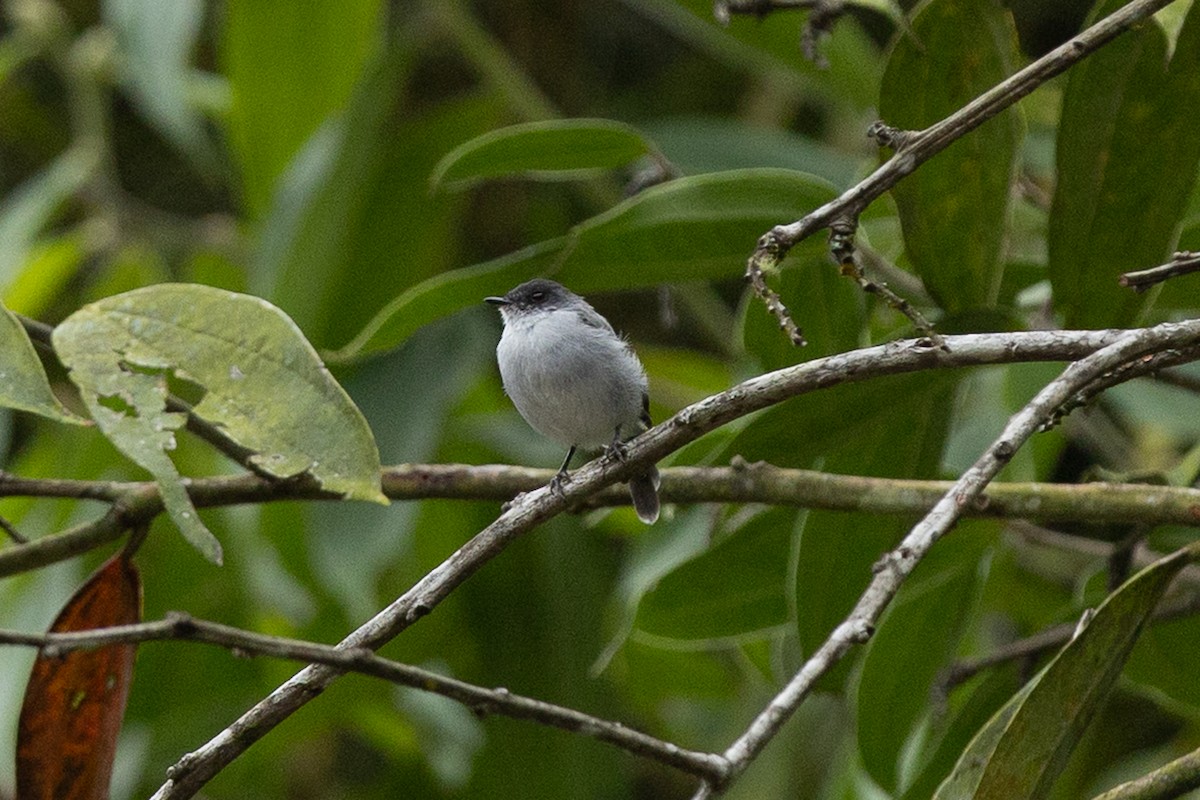 Torrent Tyrannulet - ML657990103