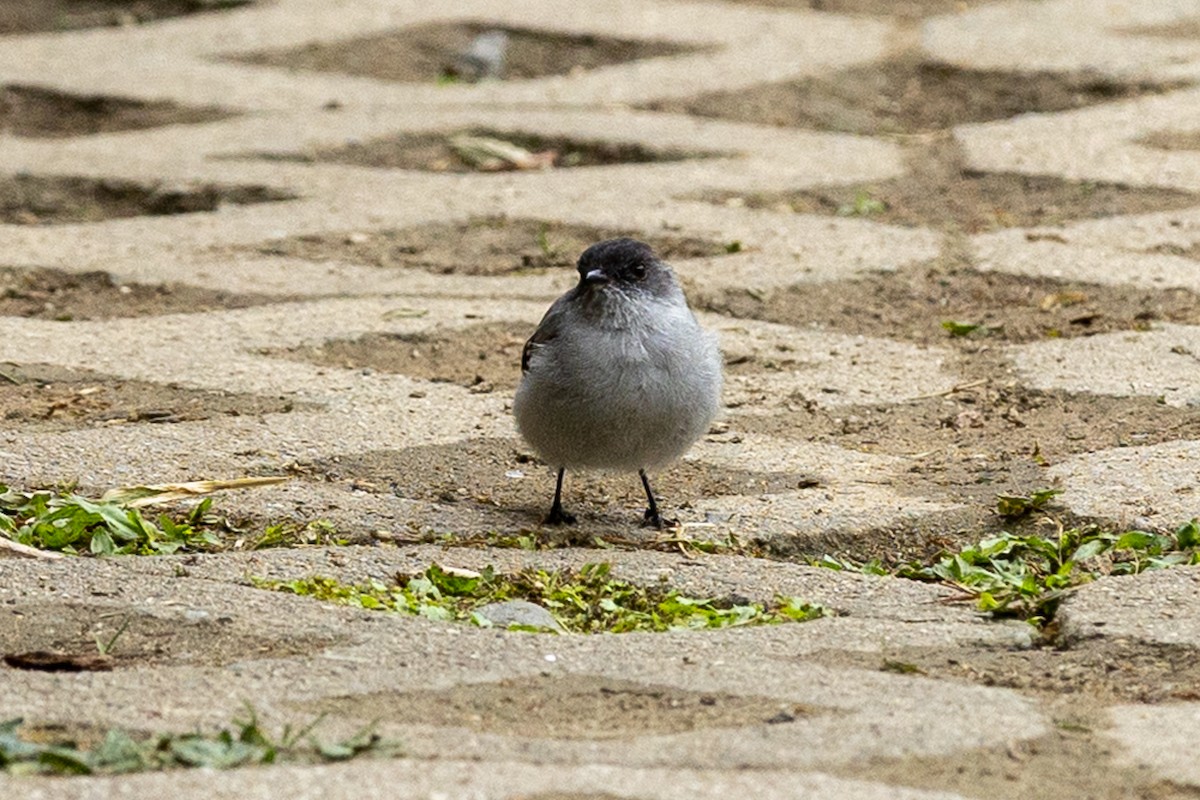 Torrent Tyrannulet - ML657990104