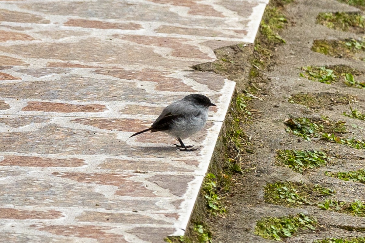 Torrent Tyrannulet - ML657990105