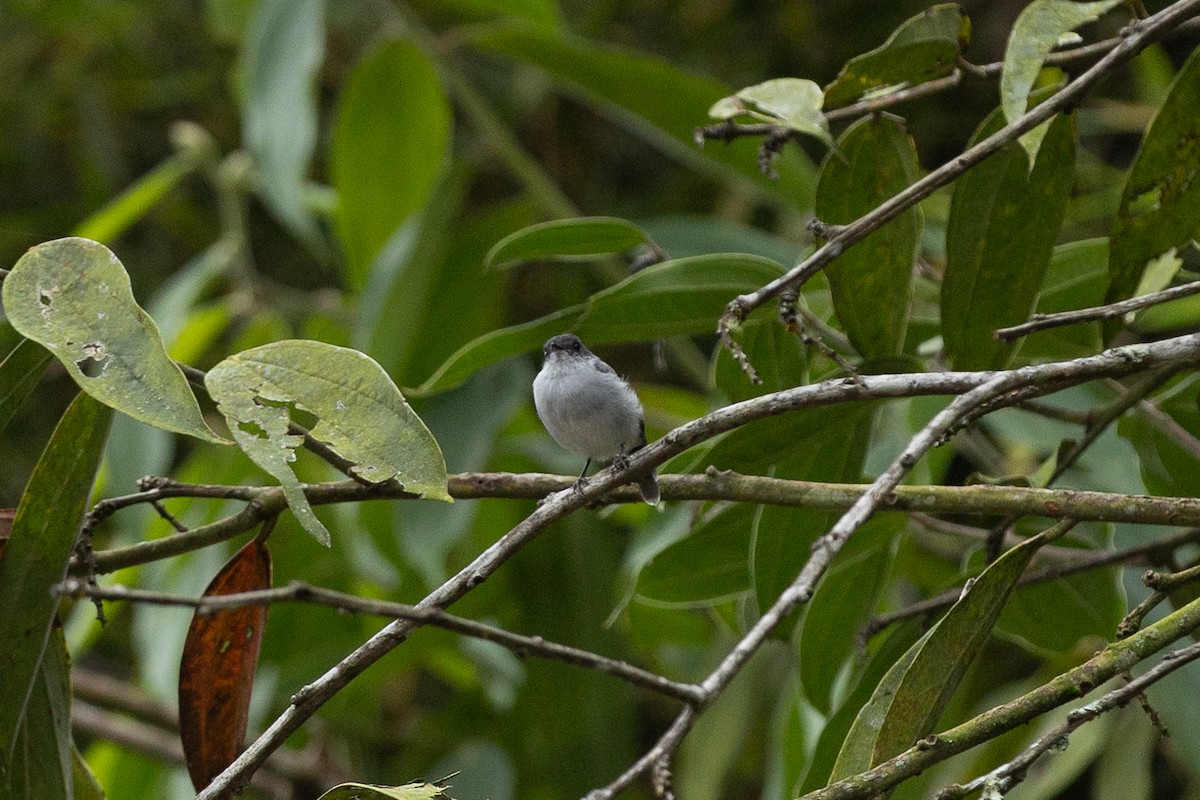Torrent Tyrannulet - ML657990106