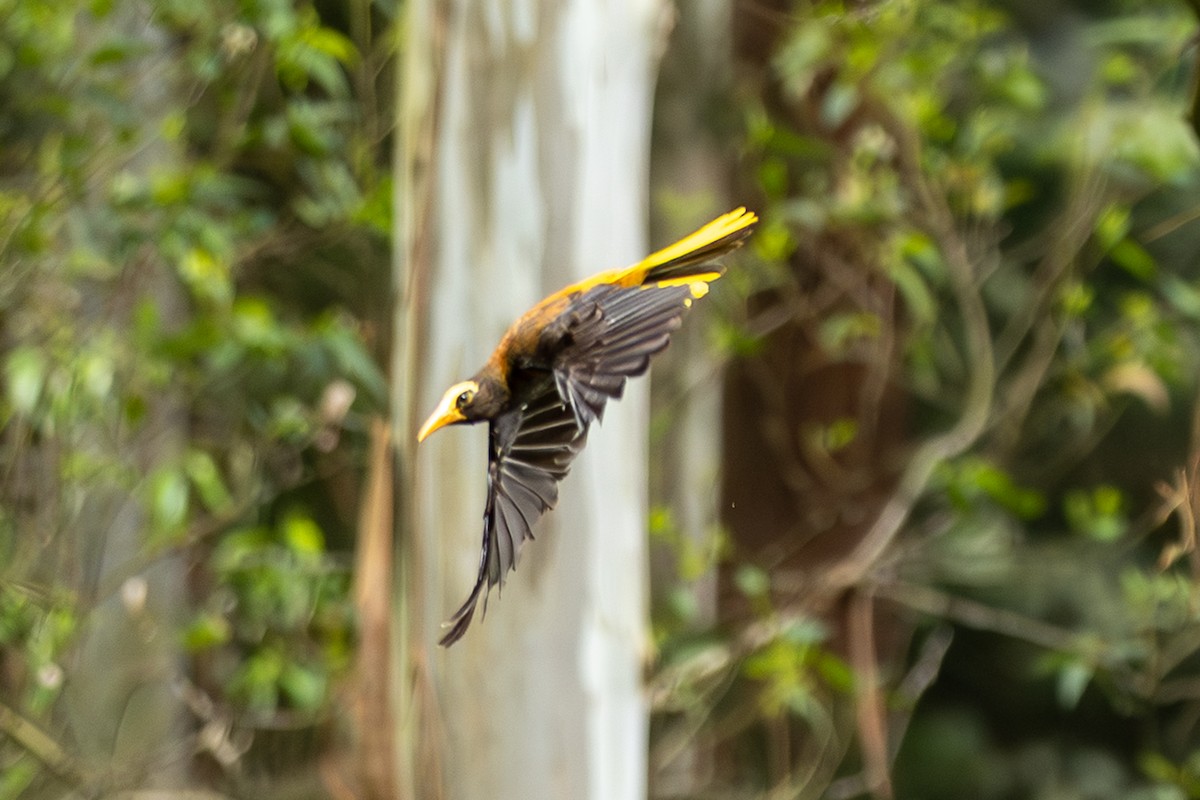 Russet-backed Oropendola - ML657990190