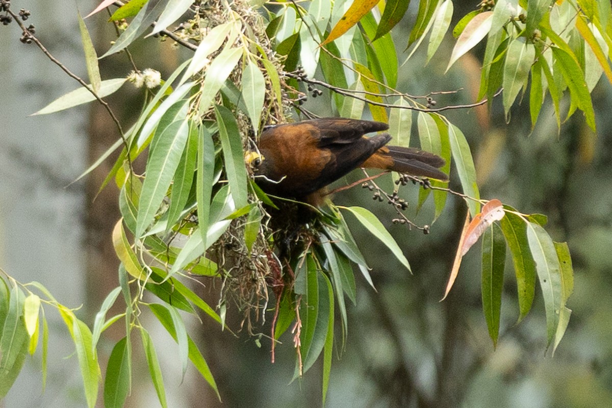 Russet-backed Oropendola - ML657990191