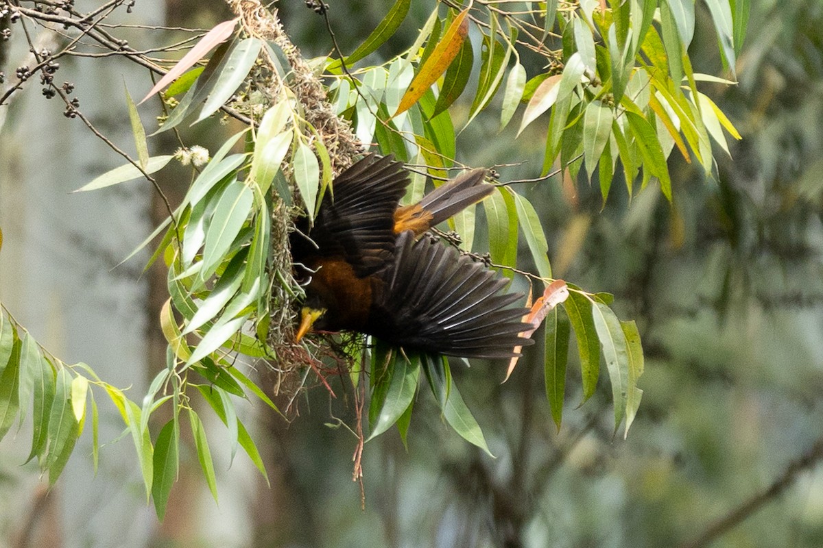 Russet-backed Oropendola - ML657990192