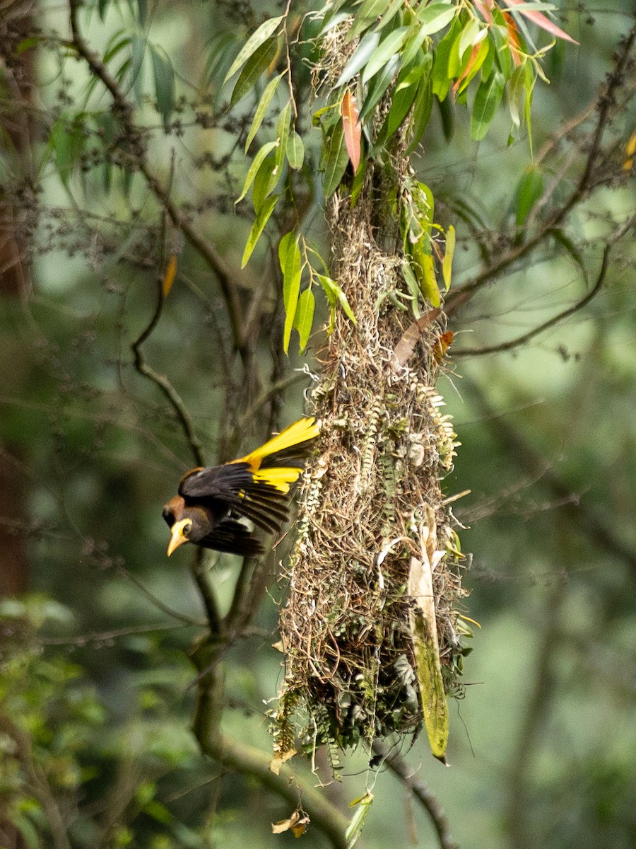 Russet-backed Oropendola - ML657990193