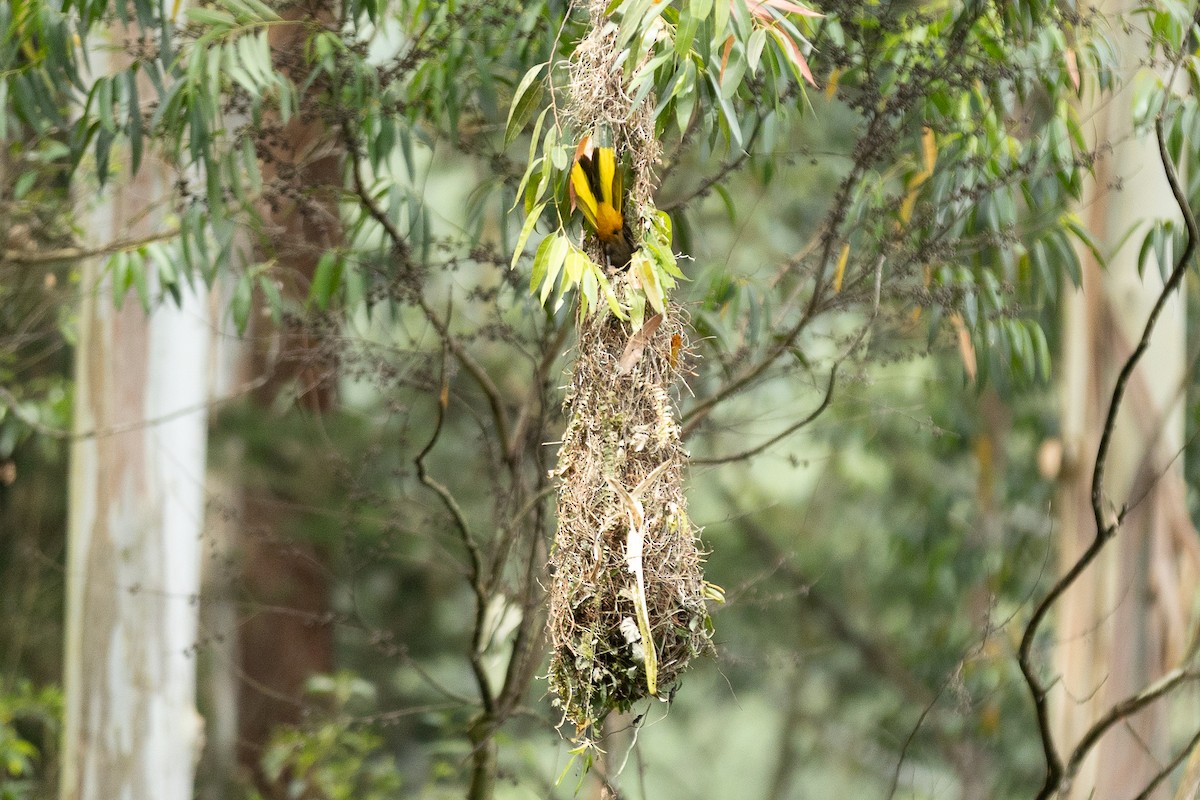 Russet-backed Oropendola - ML657990194