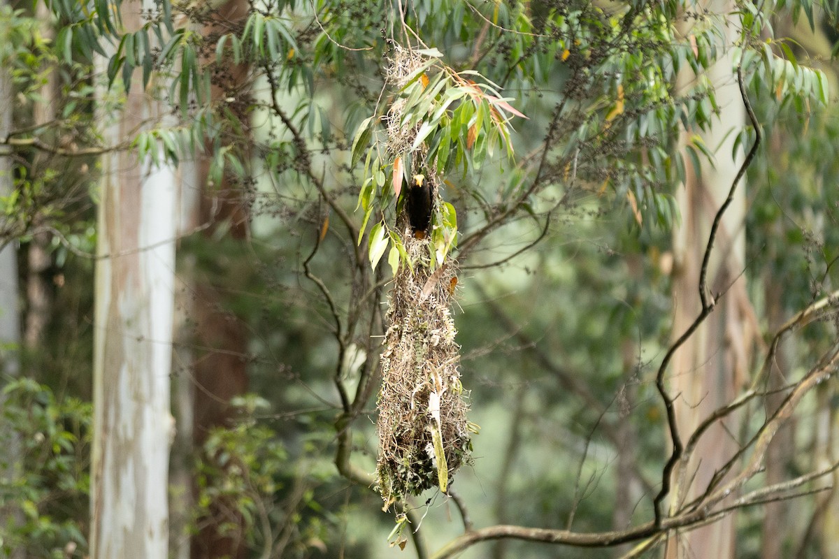 Russet-backed Oropendola - ML657990195