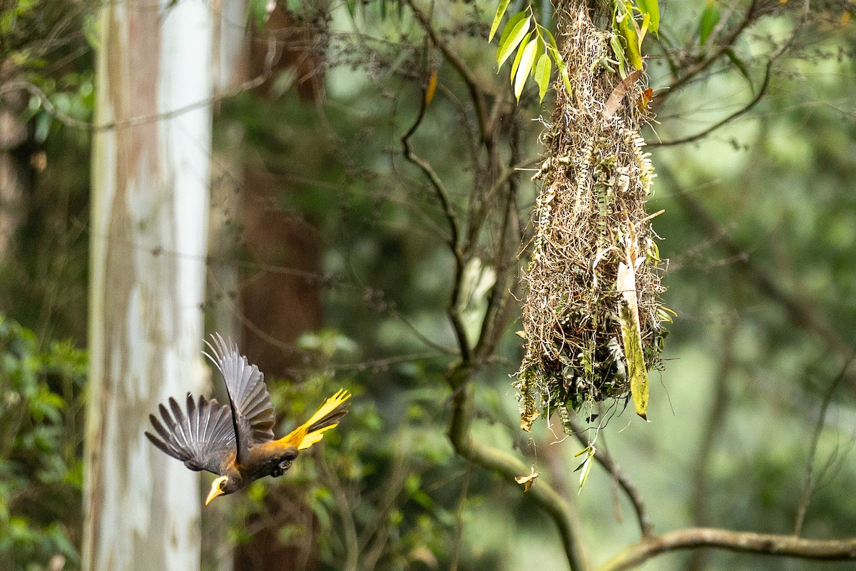 Russet-backed Oropendola - ML657990196